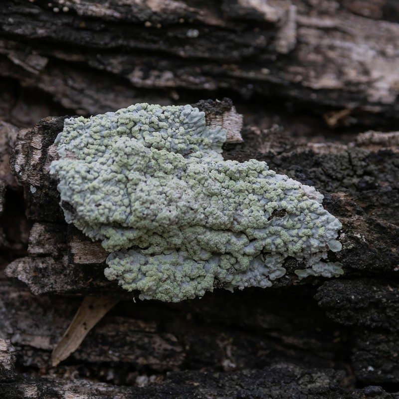 Dirinaria Lichen photo 3