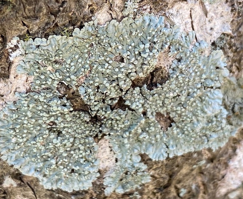 Dirinaria Lichen photo 4