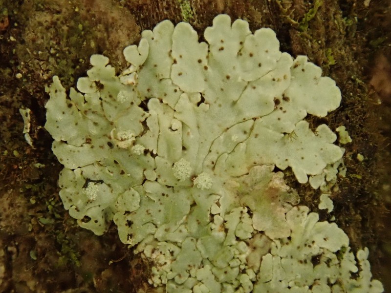 Dirinaria Lichen photo 5