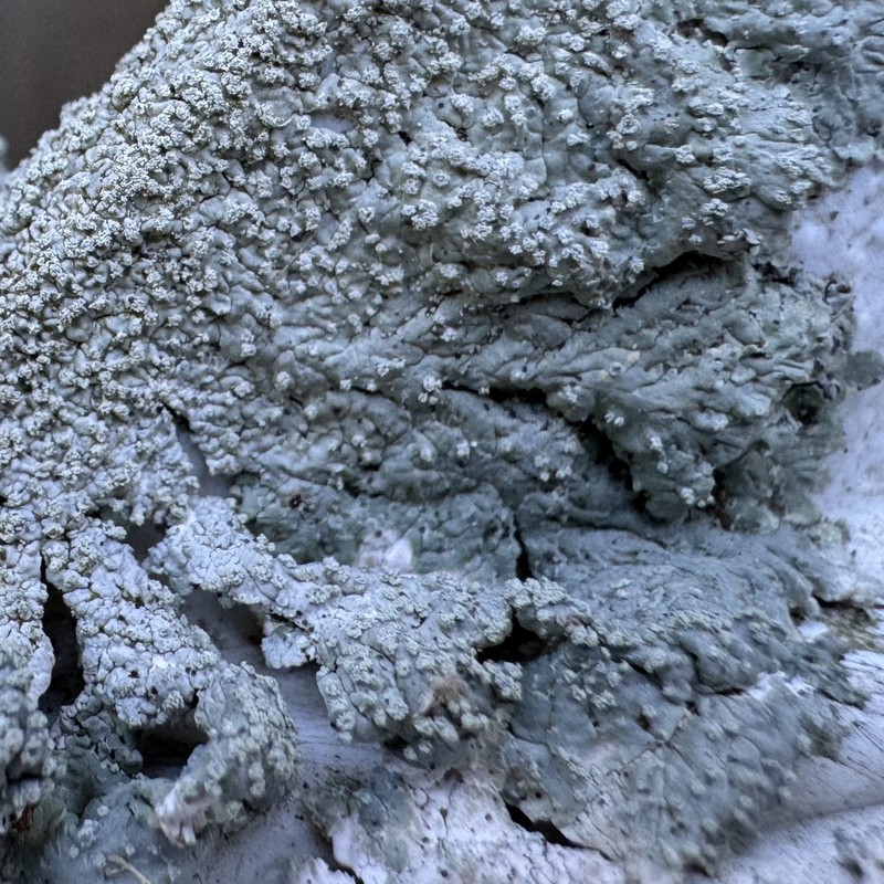Dirinaria Lichen photo 6