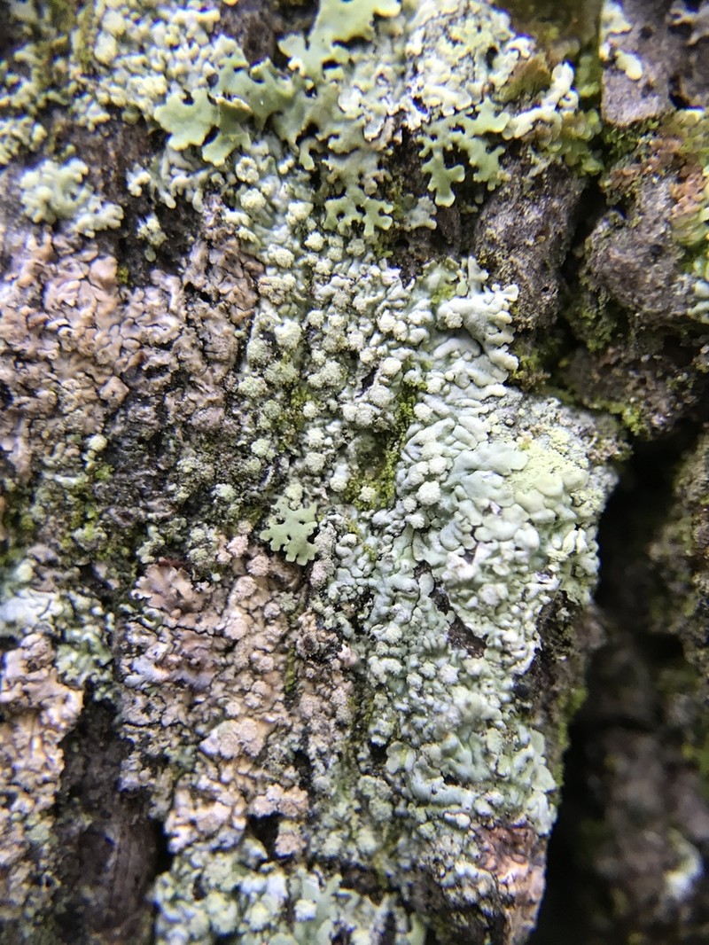 Dirinaria Lichen photo 7