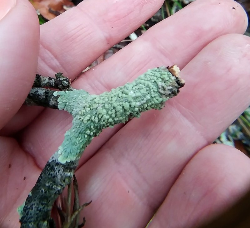 Dirinaria Lichen photo 8