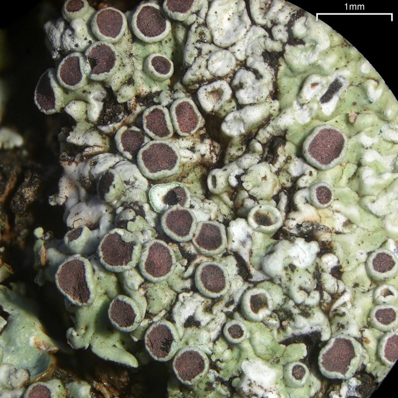 Dirinaria Lichen