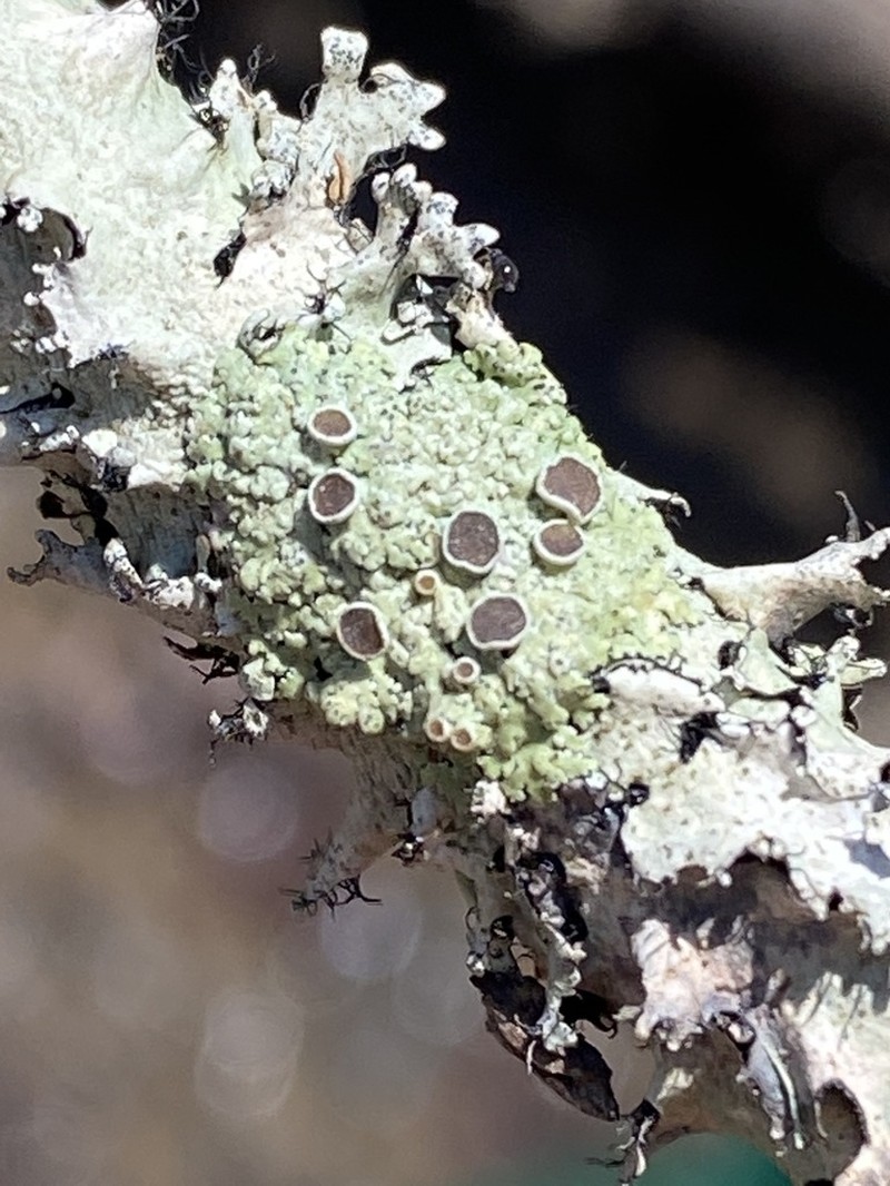 Dirinaria Lichen