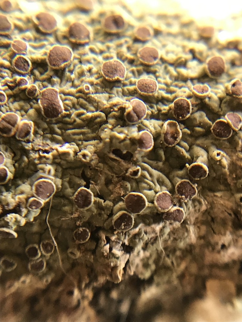 Dirinaria Lichen photo 2