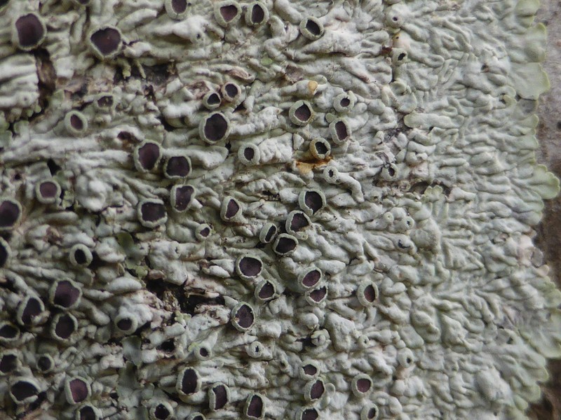 Dirinaria Lichen photo 3