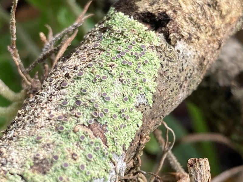 Dirinaria Lichen photo 4