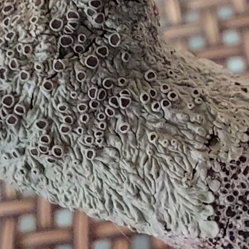 Dirinaria Lichen photo 5