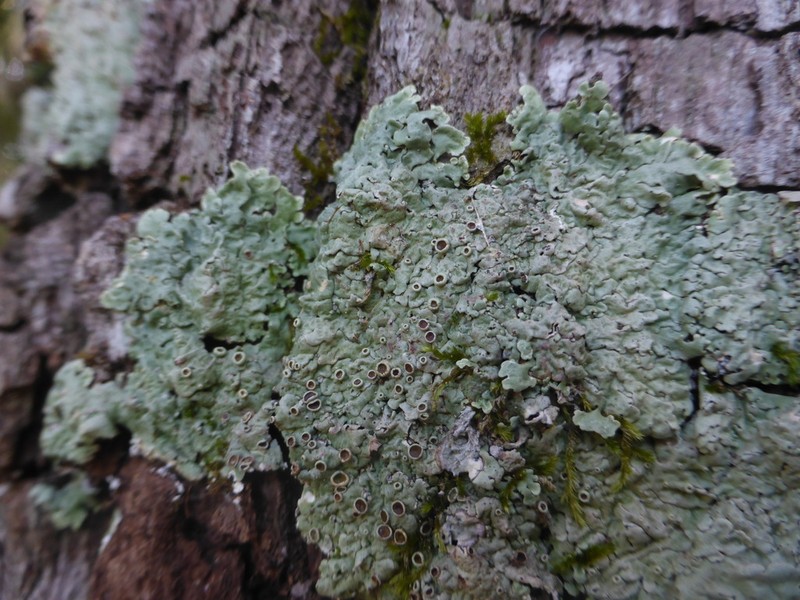 Dirinaria Lichen photo 6