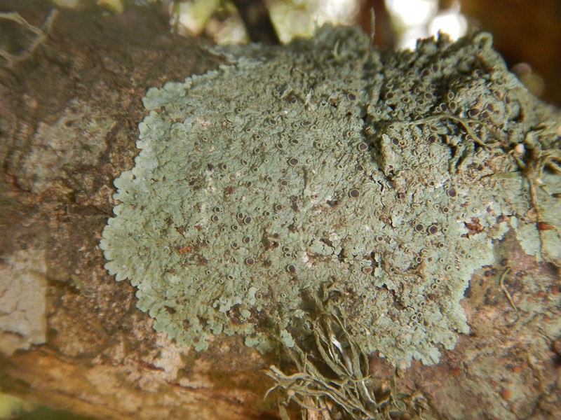 Dirinaria Lichen photo 7