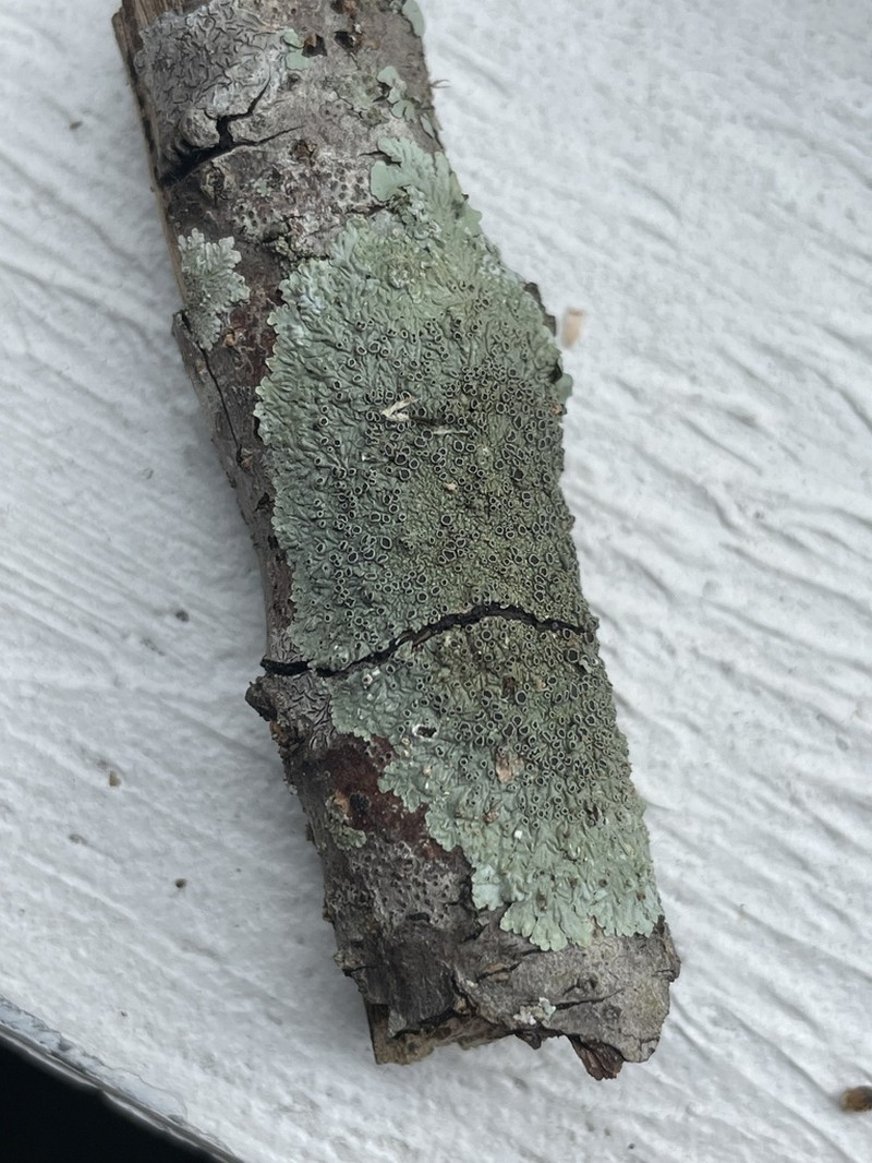 Dirinaria Lichen photo 8