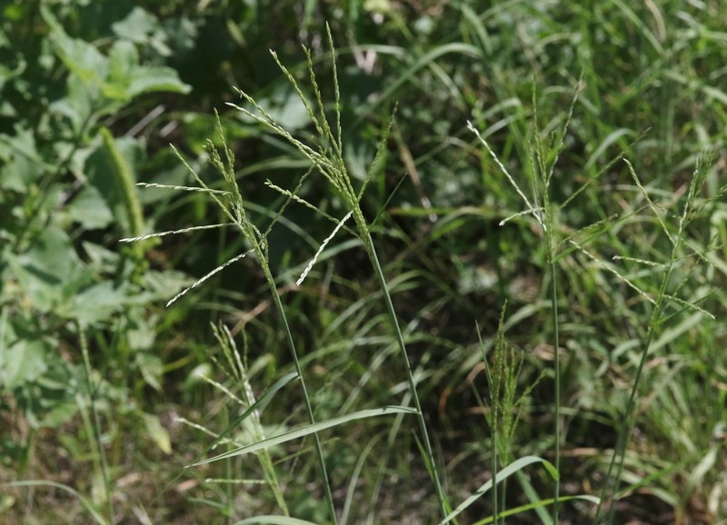 Green Sprangletop