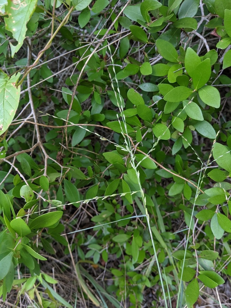 Green Sprangletop photo 2