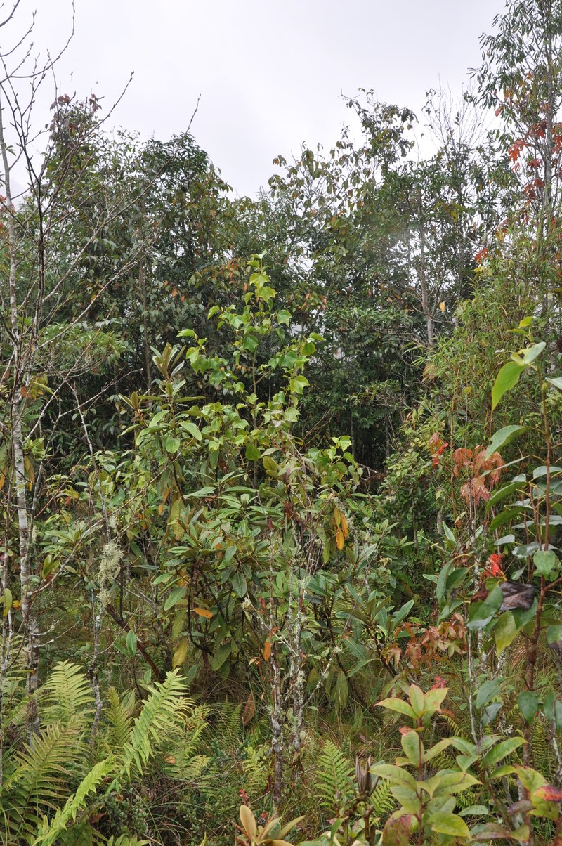 Disanthus ovatifolius