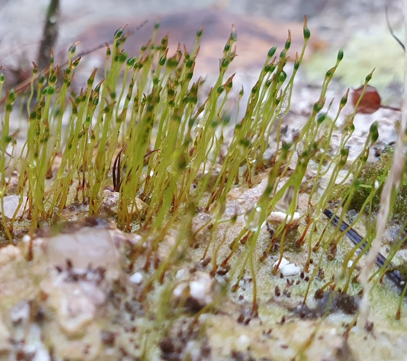 Discelium Moss