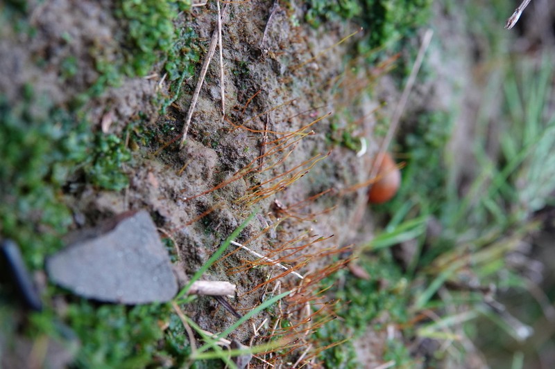 Discelium Moss photo 2