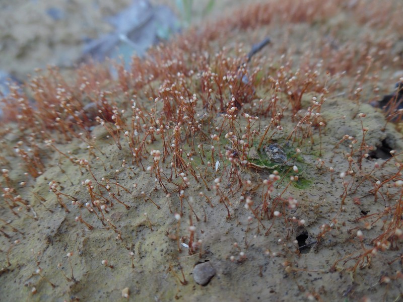 Discelium Moss photo 3