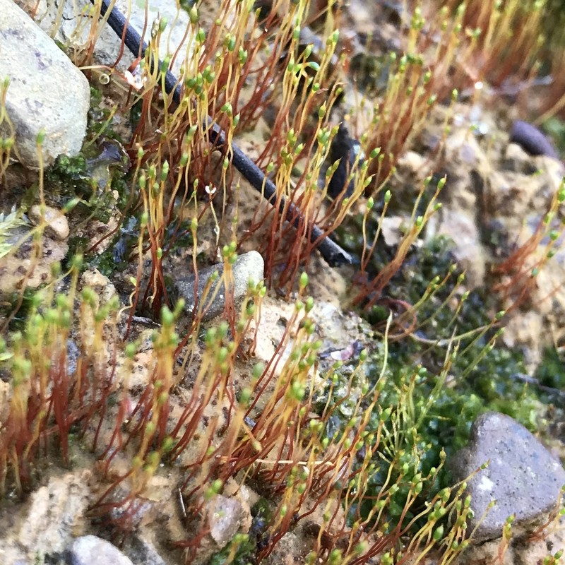 Discelium Moss photo 4