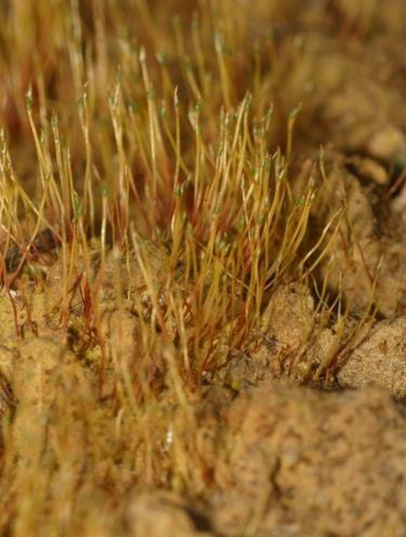 Discelium Moss photo 5