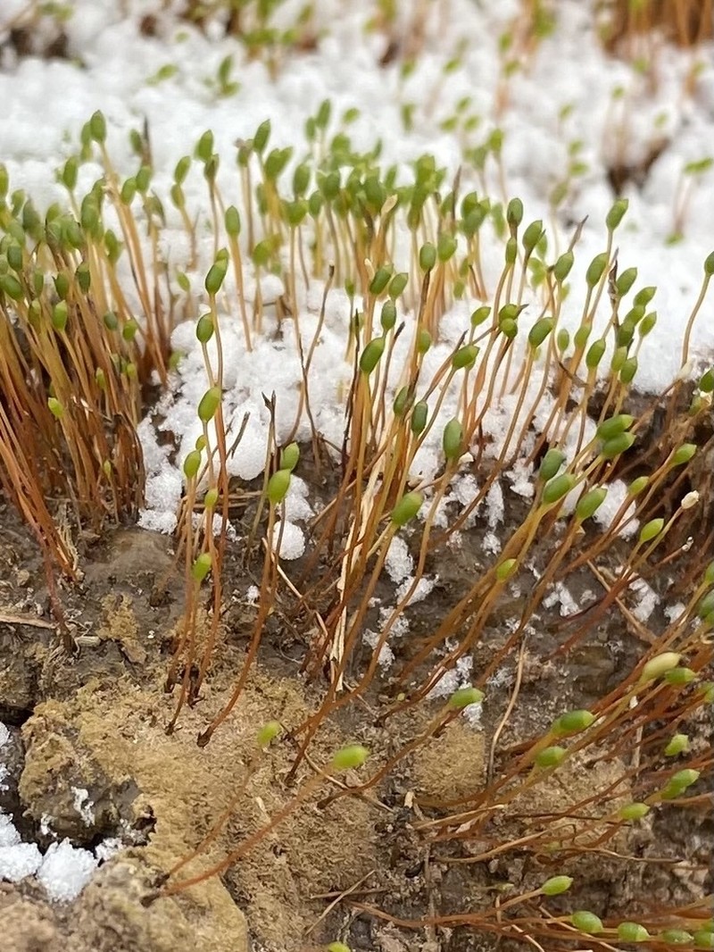 Discelium Moss photo 6