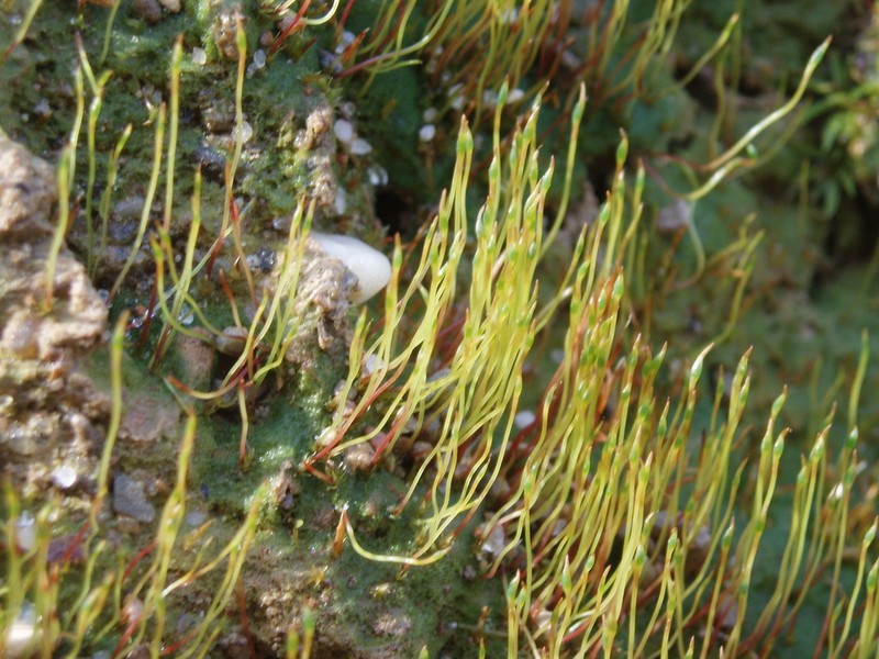 Discelium Moss photo 7