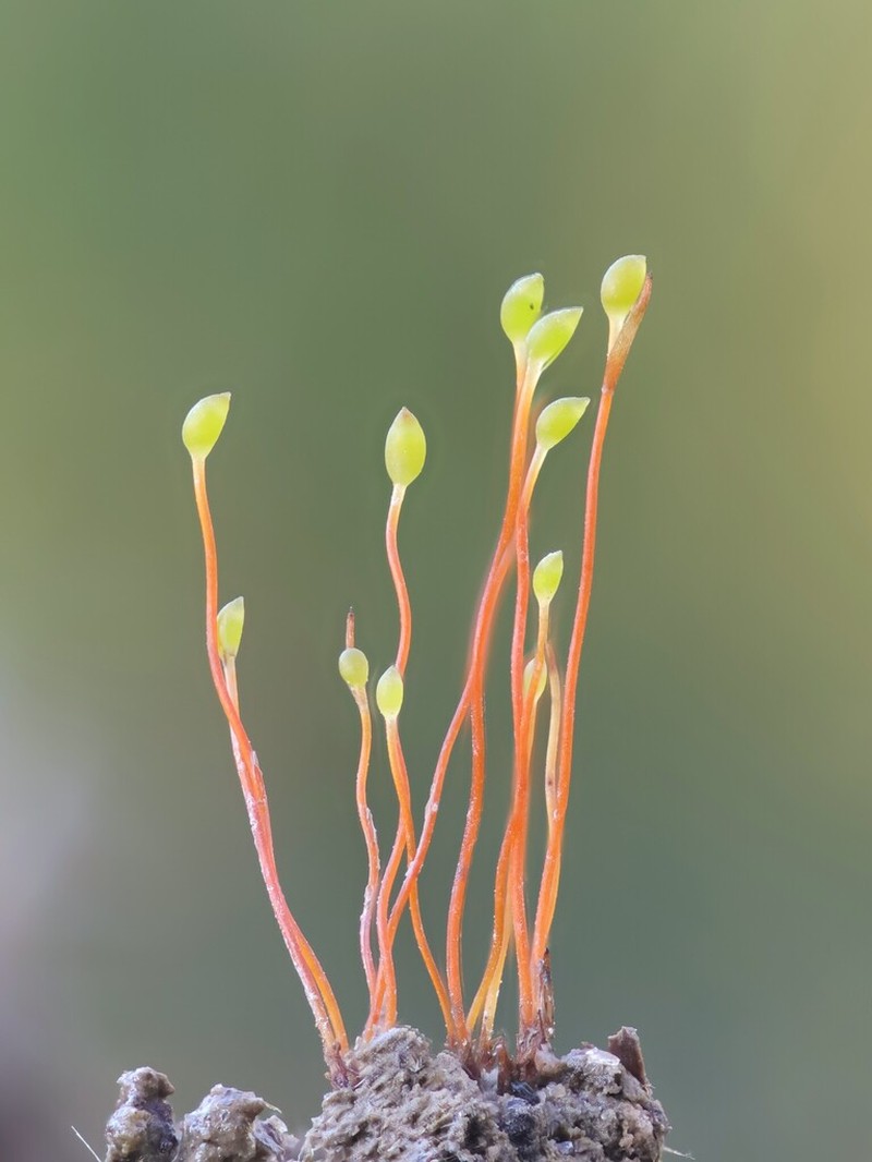Discelium Moss photo 8
