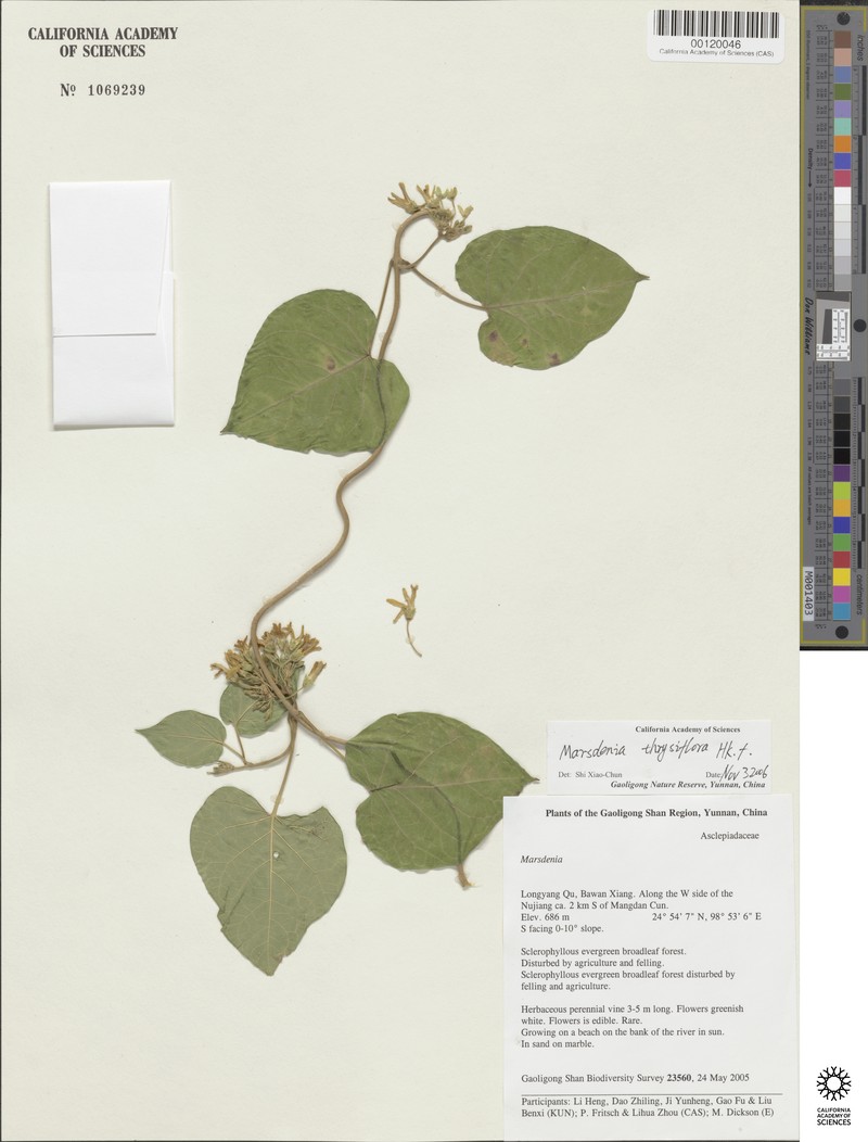 Dischidanthus thyrsiflorus