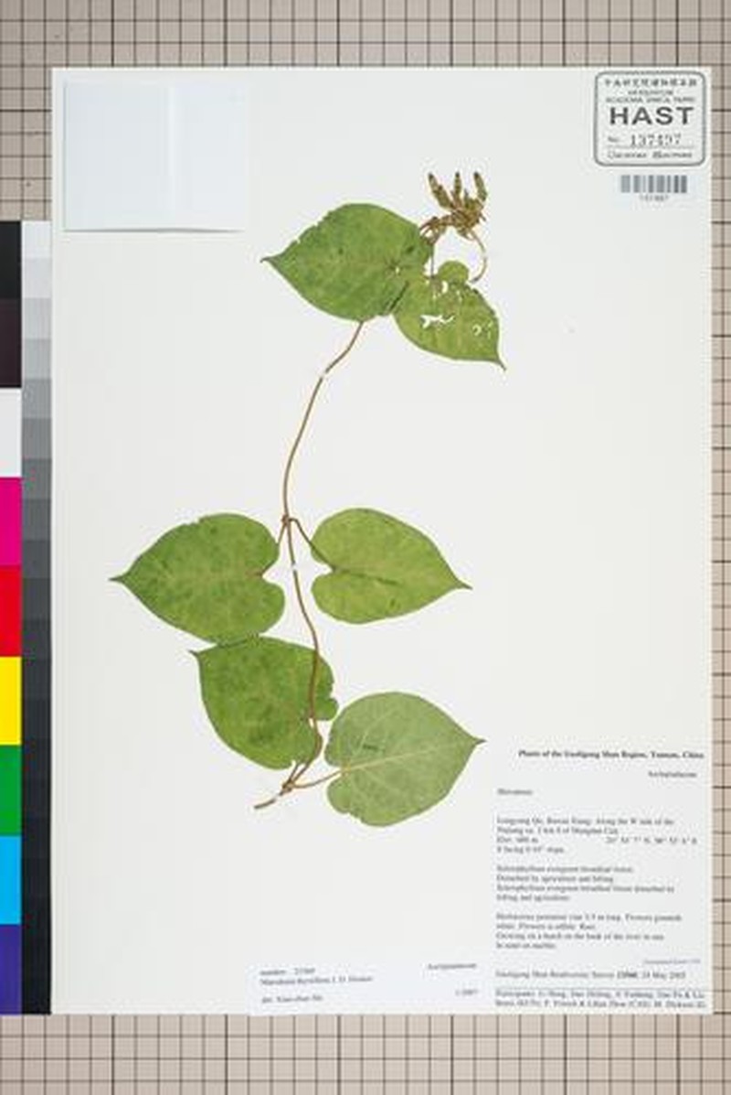 Dischidanthus thyrsiflorus photo 2