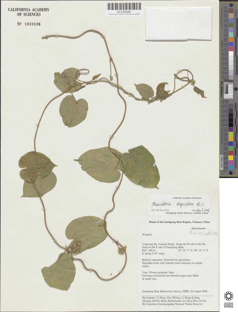 Dischidanthus thyrsiflorus photo 3