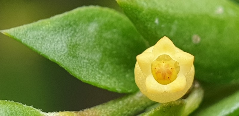 Dischidia argentii
