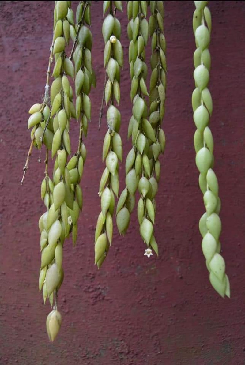 Dischidia argentii photo 2