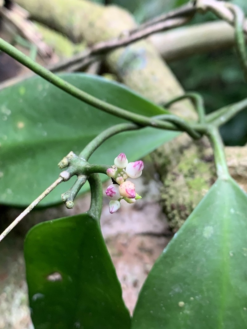 Dischidia luzonica