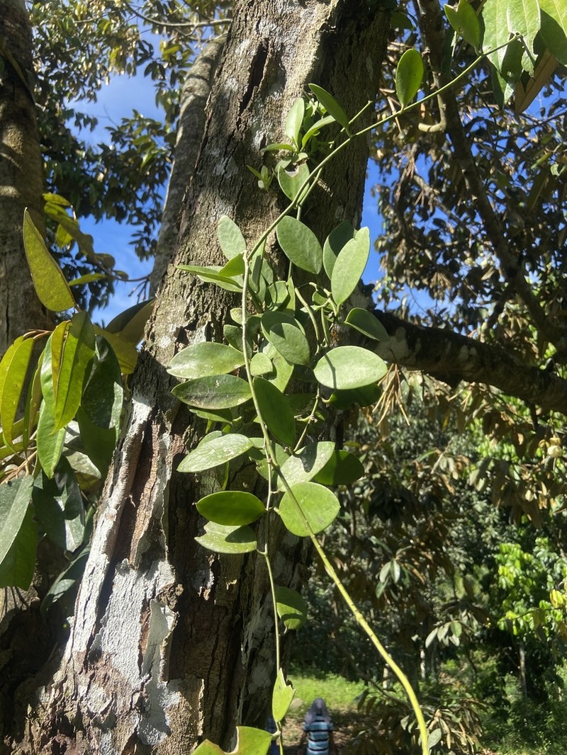 Dischidia luzonica photo 2