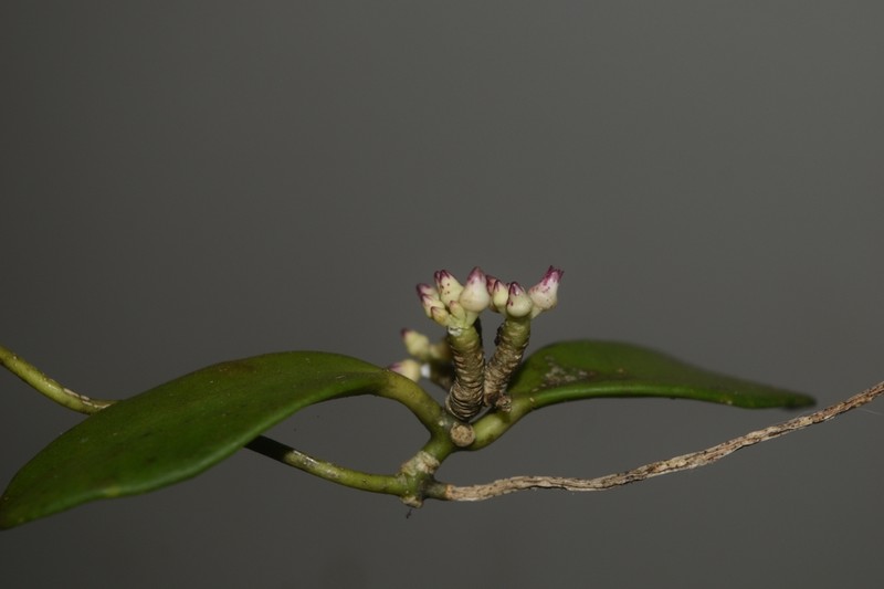 Dischidia luzonica photo 3