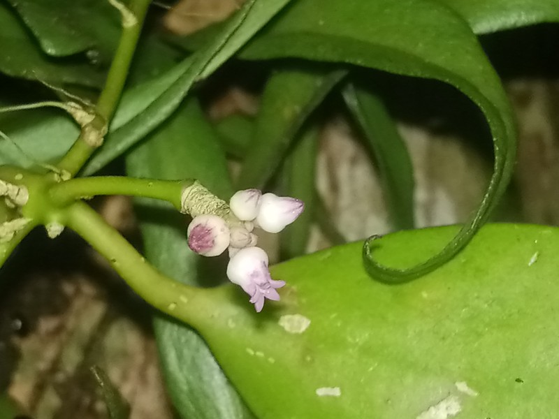 Dischidia luzonica photo 5