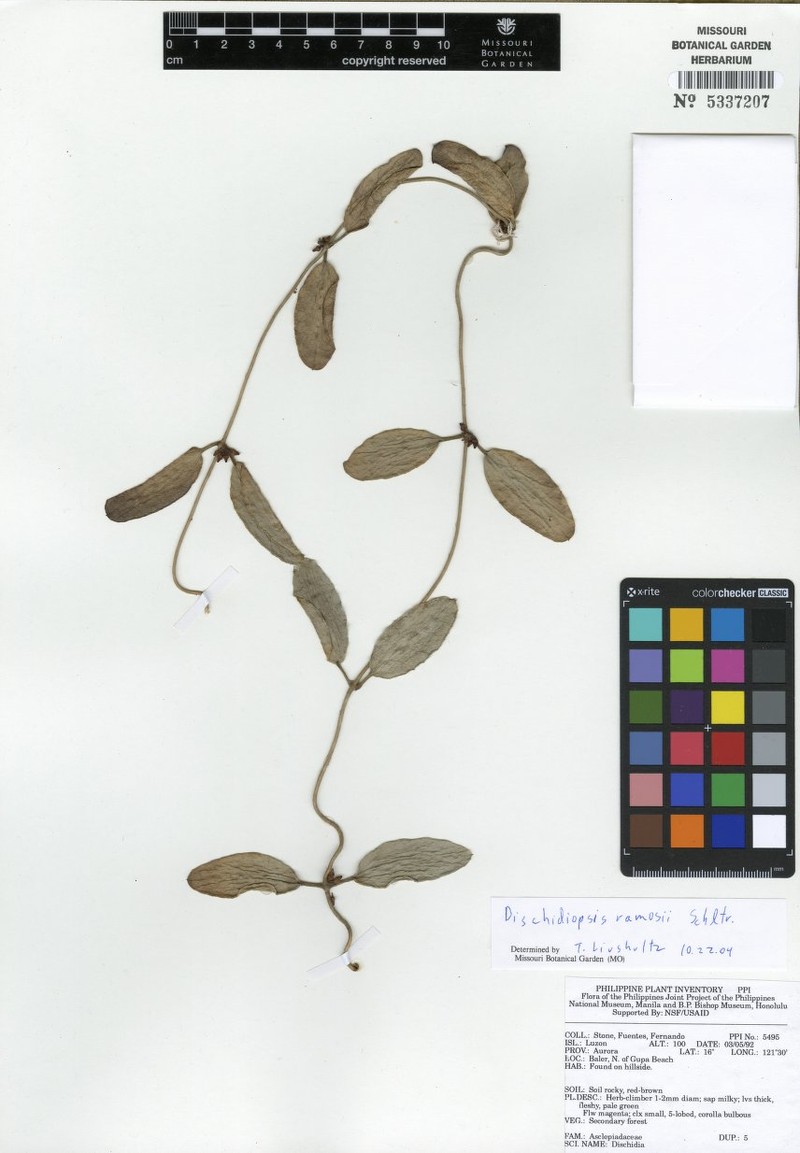 Dischidia luzonica photo 8