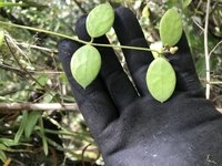 Dischidia puberula