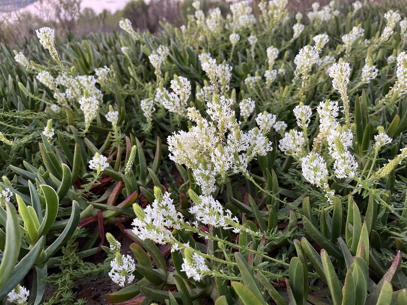 Dischisma ciliatum subsp. ciliatum