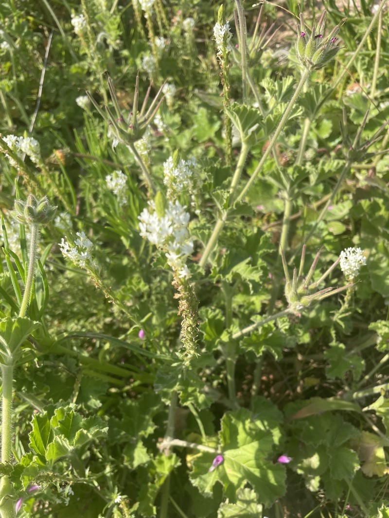Dischisma ciliatum subsp. ciliatum photo 2