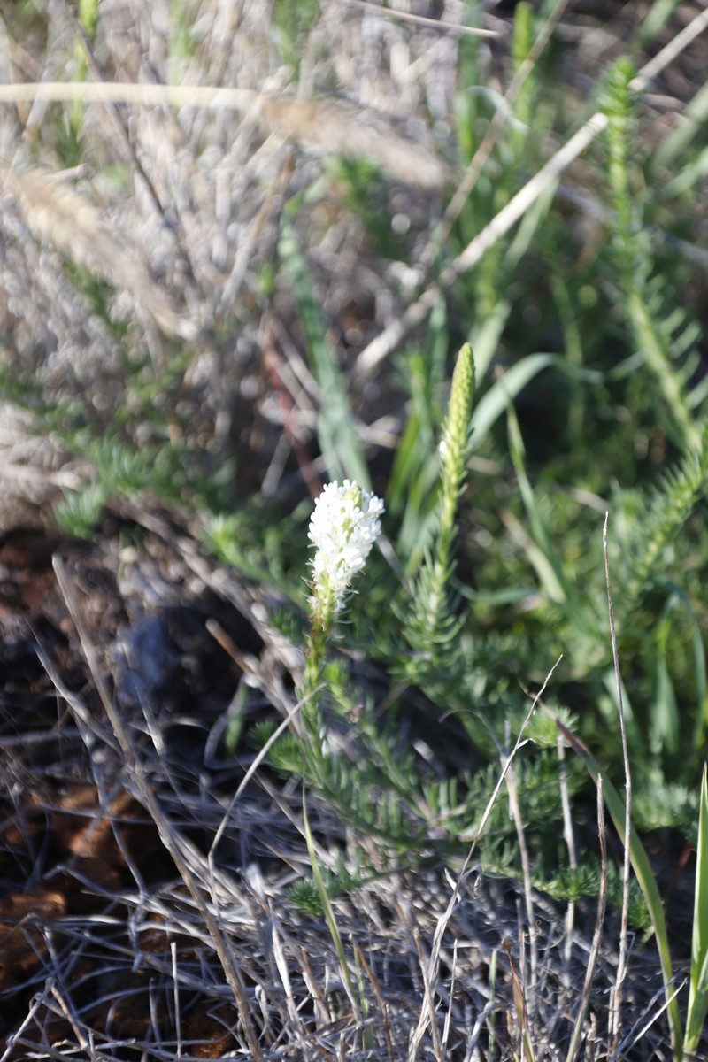 Dischisma ciliatum subsp. ciliatum photo 3