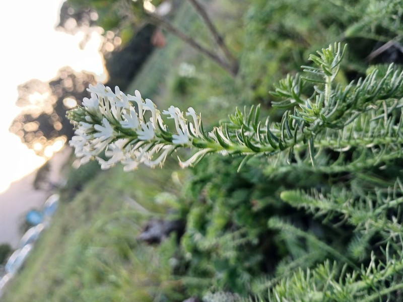 Dischisma ciliatum subsp. ciliatum photo 4