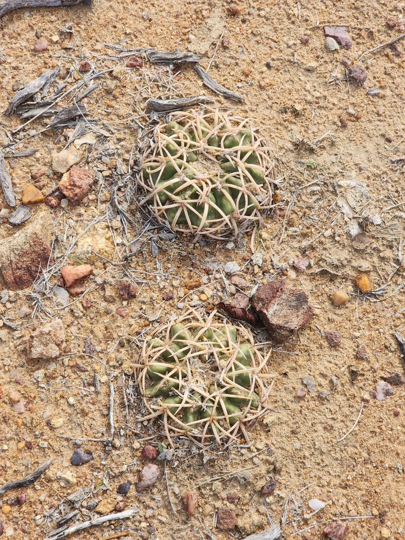 Discocactus bahiensis subsp. bahiensis