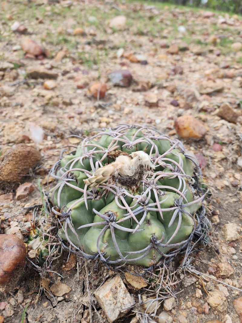 Discocactus bahiensis subsp. bahiensis photo 2