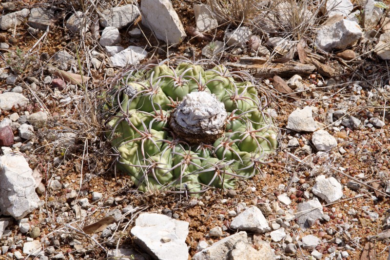 Discocactus bahiensis subsp. bahiensis photo 3