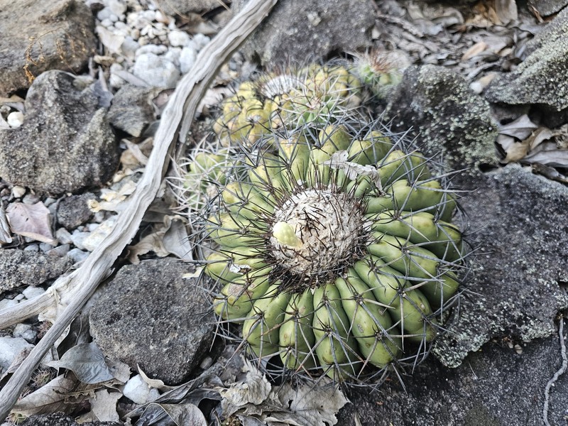 Discocactus diersianus subsp. cephaliaciculosus