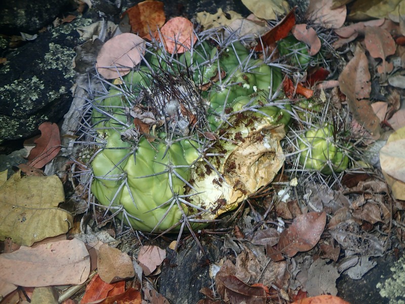 Discocactus diersianus subsp. cephaliaciculosus photo 2