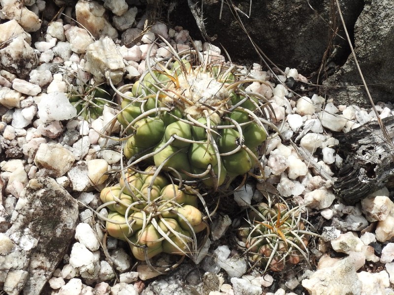 Discocactus diersianus subsp. cephaliaciculosus photo 3