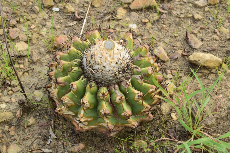 Discocactus diersianus subsp. cephaliaciculosus photo 4