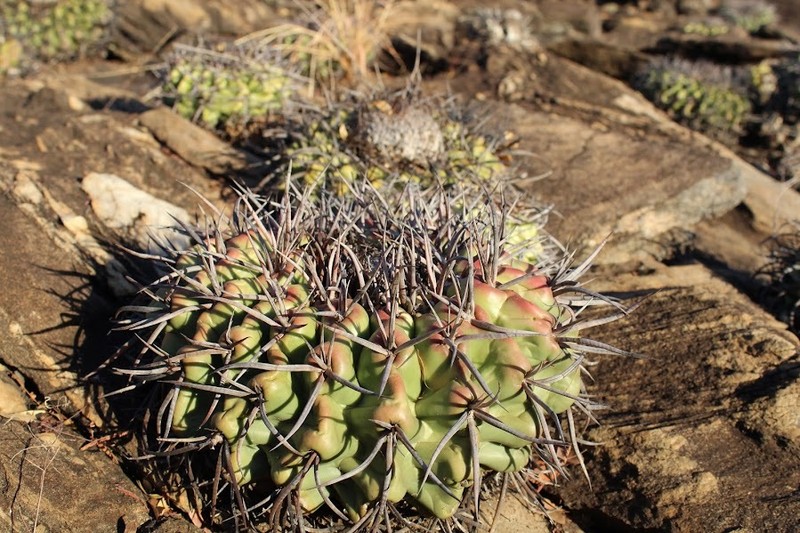 Discocactus diersianus subsp. diersianus