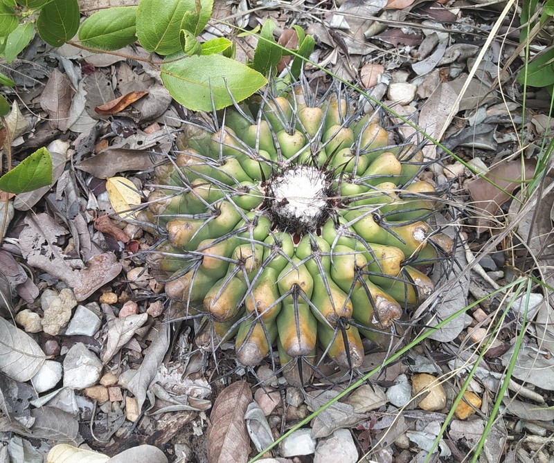 Discocactus diersianus subsp. diersianus photo 2